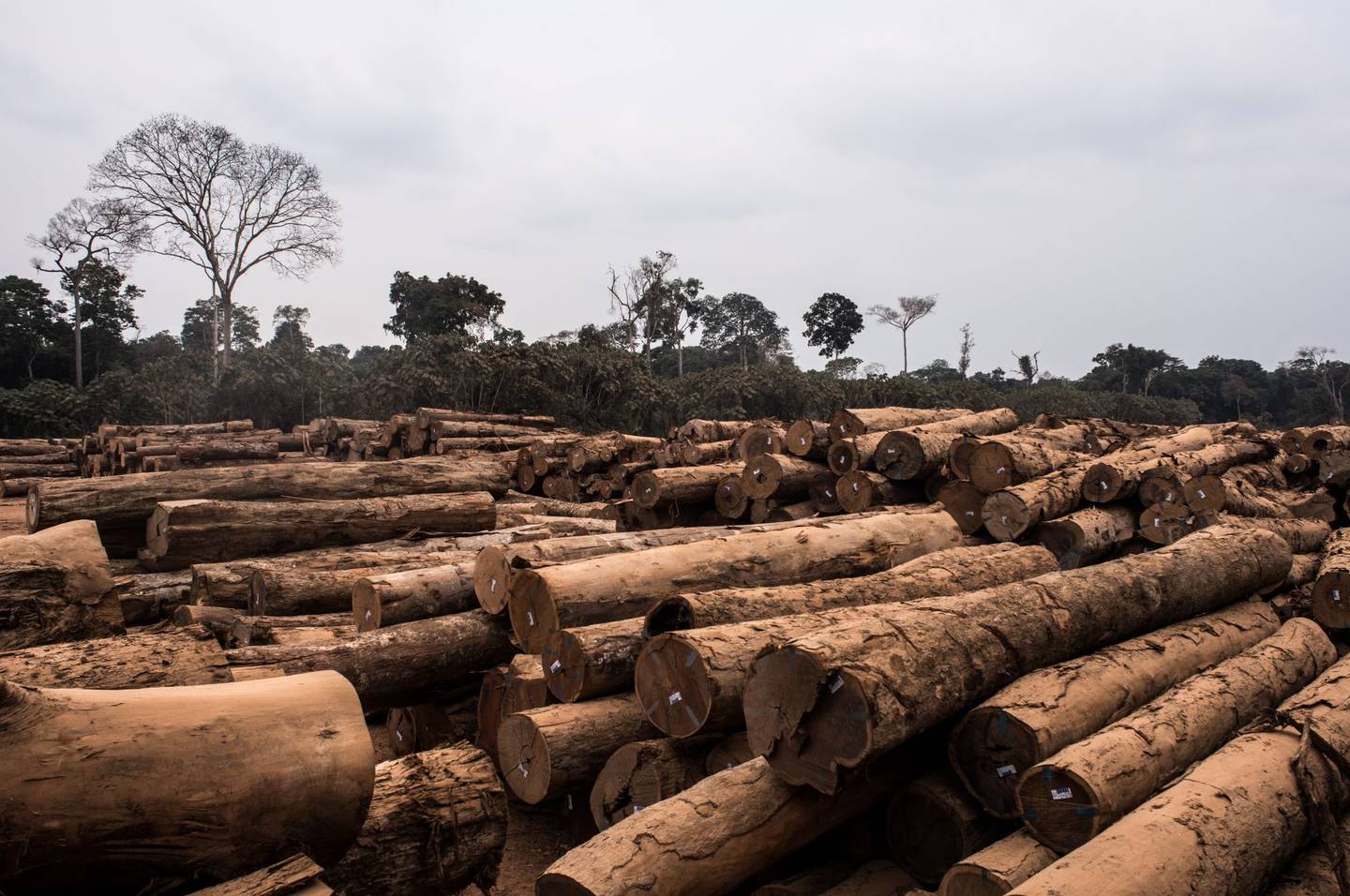 Desmatamento e mineração ilegal são dois destaques dos crimes ambientais que ocorrem na região