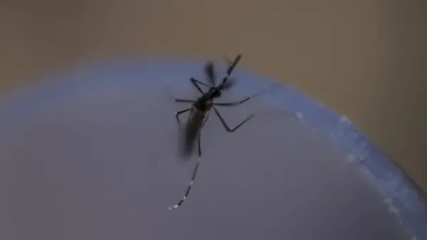 El dengue va en aumento, pero mosquitos cultivados en laboratorio pueden combatirlodfd