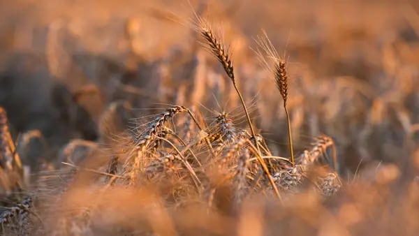 Trigo cultivado en interiores podría ayudar a combatir el hambre en el mundodfd