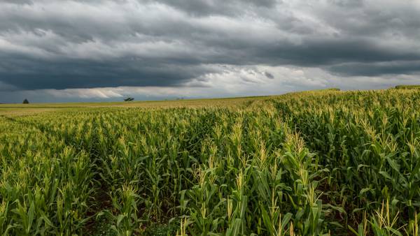 China to Speed Corn Imports from Brazil Amid Ukraine War, US Tensionsdfd