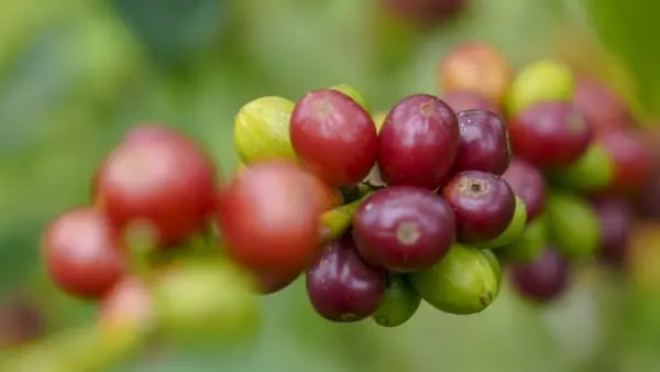 ¿Es hora de darle otra oportunidad al café robusta en Centroamérica?dfd