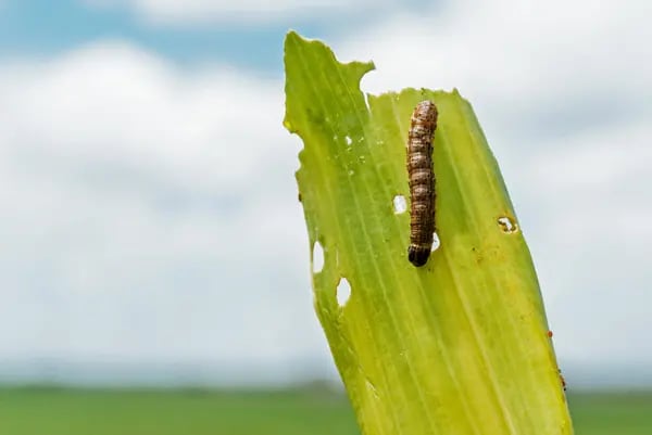 The caterpillar larva ofEspecialistas acreditam que insetos se locomoveram por conta dos fortes ventos que atingiram o país. a fall armyworm.