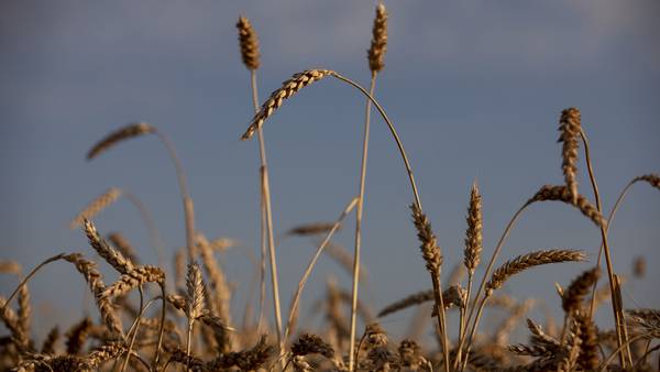 Trigo y maíz se disparan; ataque ruso a Ucrania pone suministros en peligrodfd