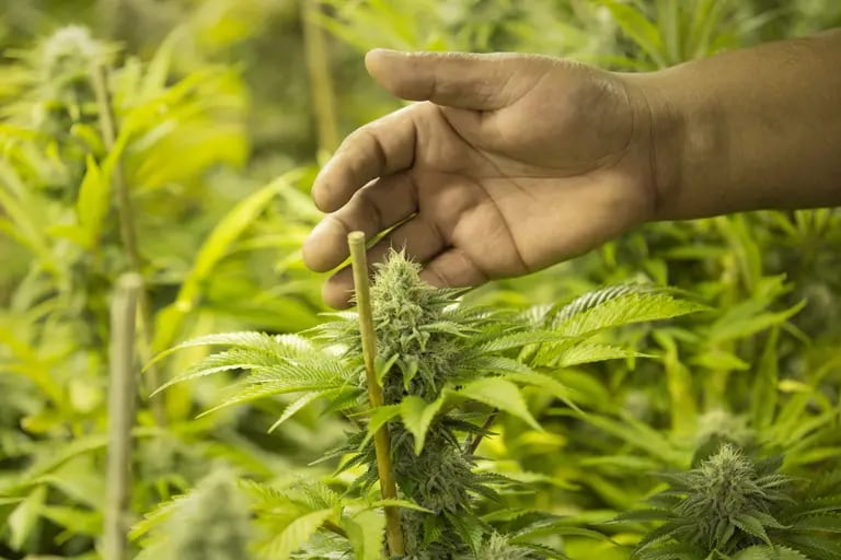 Plantas de marihuana en una sala de flores en las instalaciones de cultivo del dispensario Sense of Healing en Denver, Colorado, Estados Unidos, el miércoles 9 de diciembre de 2015.dfd