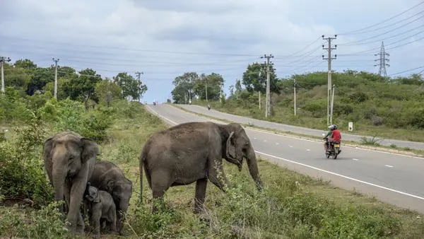 Cómo los elefantes están ayudando a luchar contra el cambio climáticodfd