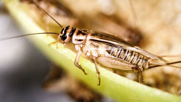 El cultivo de insectos comestibles busca formalizarse en Costa Ricadfd