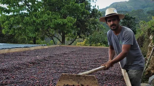 Producción de café repuntó en agosto, pero sigue siendo menor a la de 2021dfd