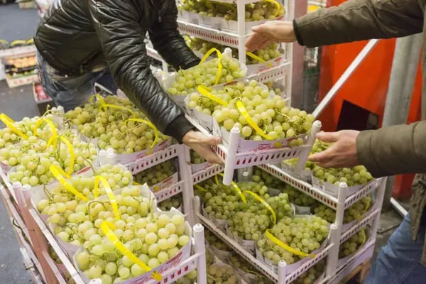 El kilo de uvas Thompson a granel en Ciudad de México y el Área Metropolitana cuesta 105 pesos promedio, 10% más respecto del año pasado