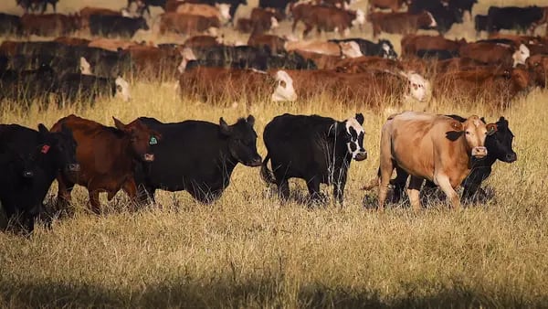 Preço do gado volta a subir na Austrália com a recuperação dos pastos após chuvasdfd