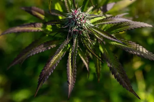 Una flor de cannabis en la granja de cannabis al aire libre de Dabble Cannabis Co. cerca de Duncan, Columbia Británica, Canadá, el martes 4 de octubre de 2022.