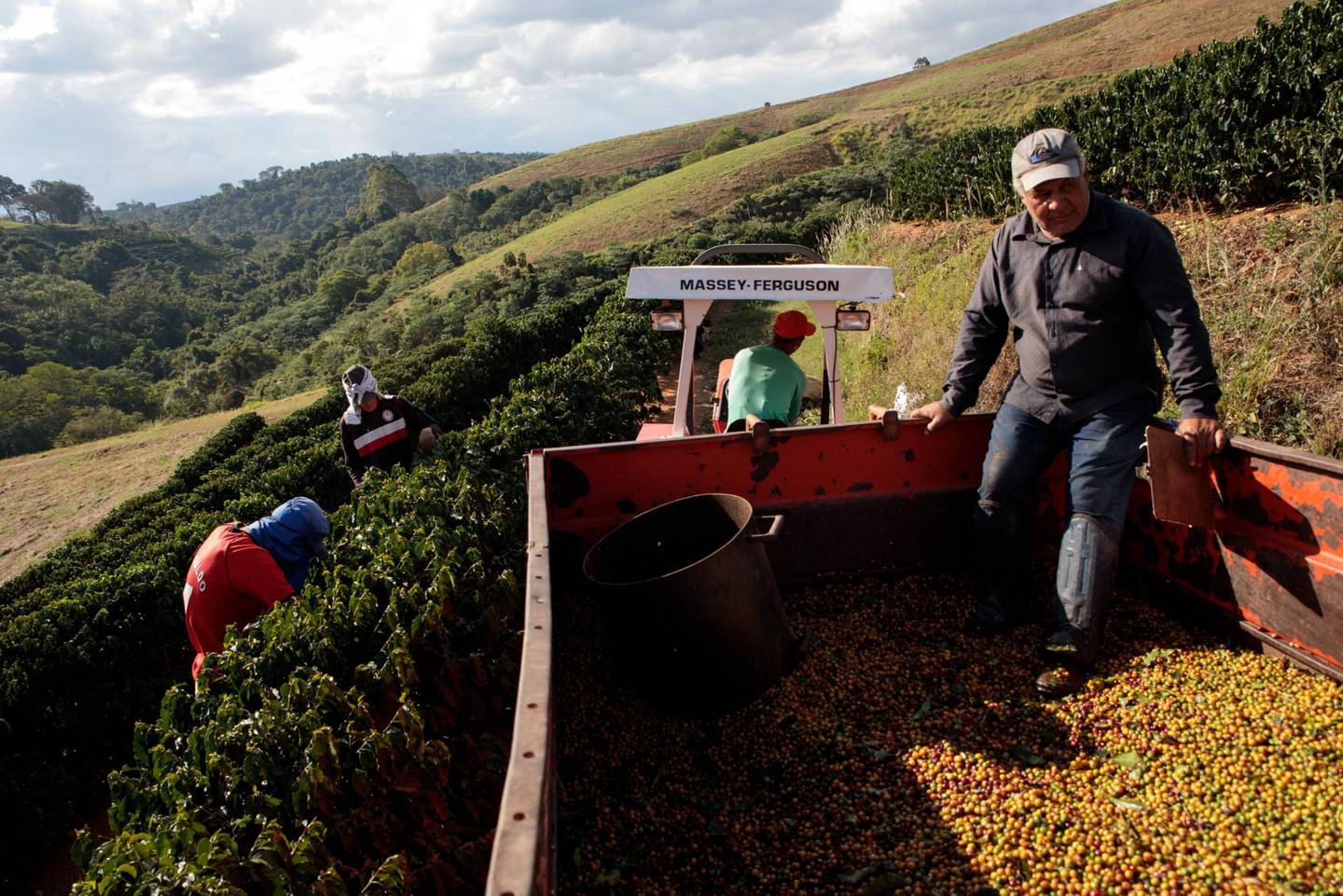 Trabajadores cosechan café en una finca de Guaxupe, estado de Minas Gerais, Brasil. Fotógrafo: Patricia Monteiro/Bloomberg