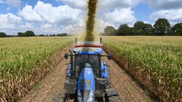 Menor cosecha de maíz en Francia en más de 30 años revela enorme impacto de sequíadfd