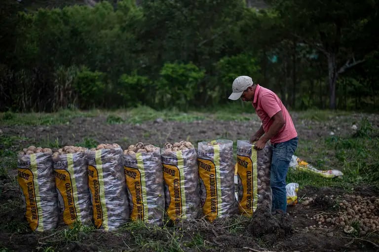 Um trabalhador colhe batatas em uma fazenda em Chota, região de Cajamarca, Peru.Fotógrafo: Ernesto Benavides/AFP/Getty Imagesdfd