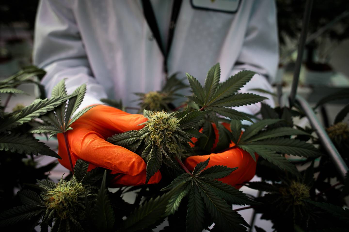Cannabis medicinal en Colombia: pacientes ya pueden solicitarlo a sus EPS