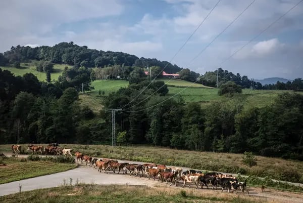 Vacas de la cooperativa Bizkaigane andan al aire libre.