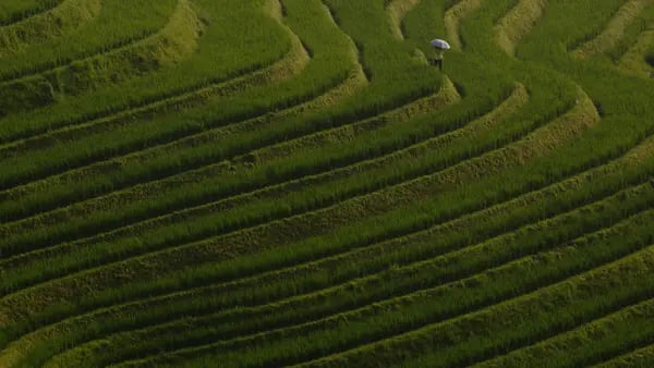 China planea alimentar a 80 millones de personas con “arroz de agua de mar”dfd