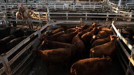 Cepo a las exportaciones de carne: el sector podría ir al paro luego de las PASO
