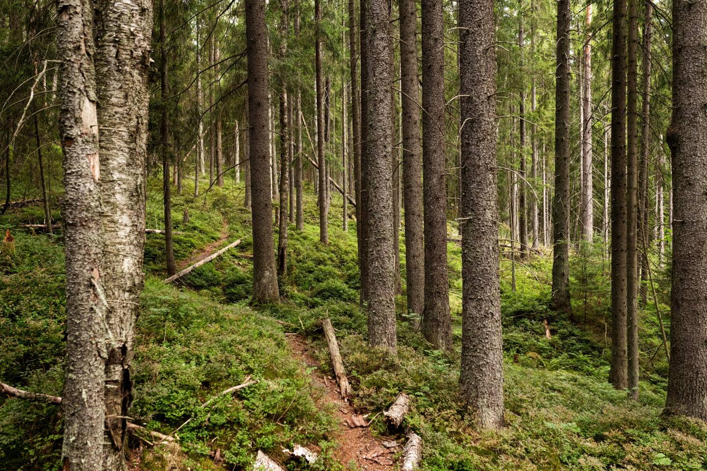 Una sección del bosque de Natura 2000, áreas naturales protegidas en Kirkkonummi, Finlandia, un viernes 16 de julio, 2021. La Unión Europea está dando cuerpo a parte de su plan climático para absorber en la atmósfera más gases invernaderos. Fotógrafo: Roni Rekoma