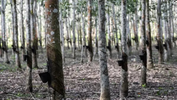 Importante fondo verde apoya los cultivos libres de deforestación con US$189 millonesdfd