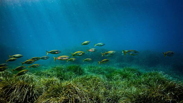 Empresas podrán competir para explotar las profundidades marinas a partir de juliodfd