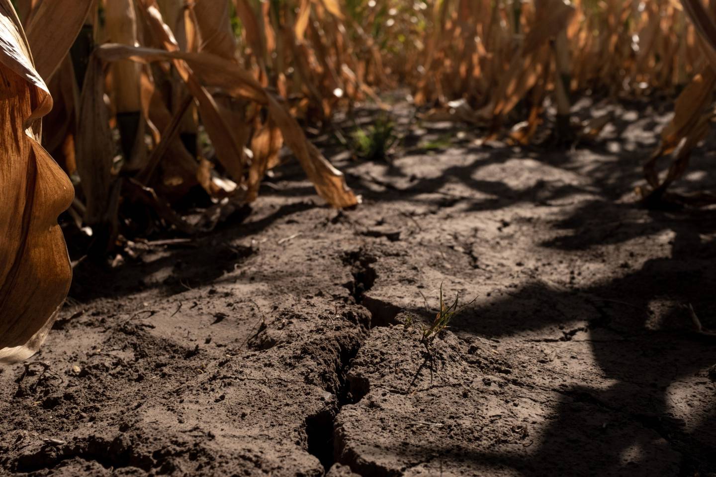 Cracked soil on a farm during a heat wave in San Antonio de Areco, Argentina, on Jan. 11, 2022.dfd