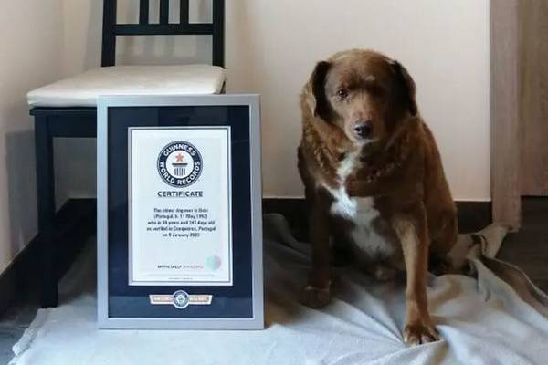 Otorgan récord Guinness al perro más viejo del mundo: tiene 30 añosdfd