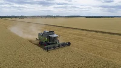 A combine harvester in a field of wheat.