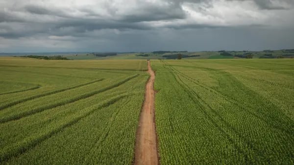 China quiere importar maíz de Brasil para no depender de Estados Unidosdfd
