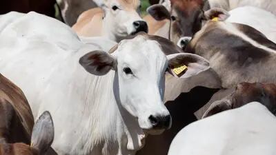 No Brasil, estima-se que haja 215 milhões de cabeças de gado