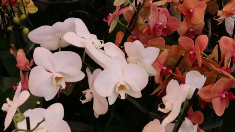 Guatemala cuenta con una amplia variedad de flores como la orquidea, que es bien apreciada en el extranjero.dfd