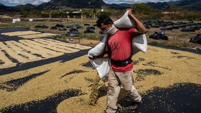Nestlé dice que invertirá US$1.000 millones para proteger al café del cambio climáticodfd