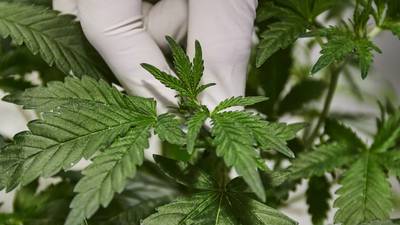 Vicepresidente de Honduras propone legalizar cultivo de cannabis para exportacióndfd