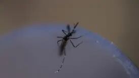 Dengue: diferença de preço de repelente chega a 84,19%, diz Procon
