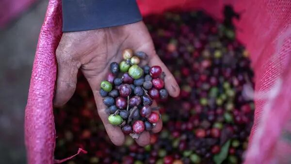 Preço do café é pressionado por queda das exportações do Vietnã e aumento de estoquesdfd