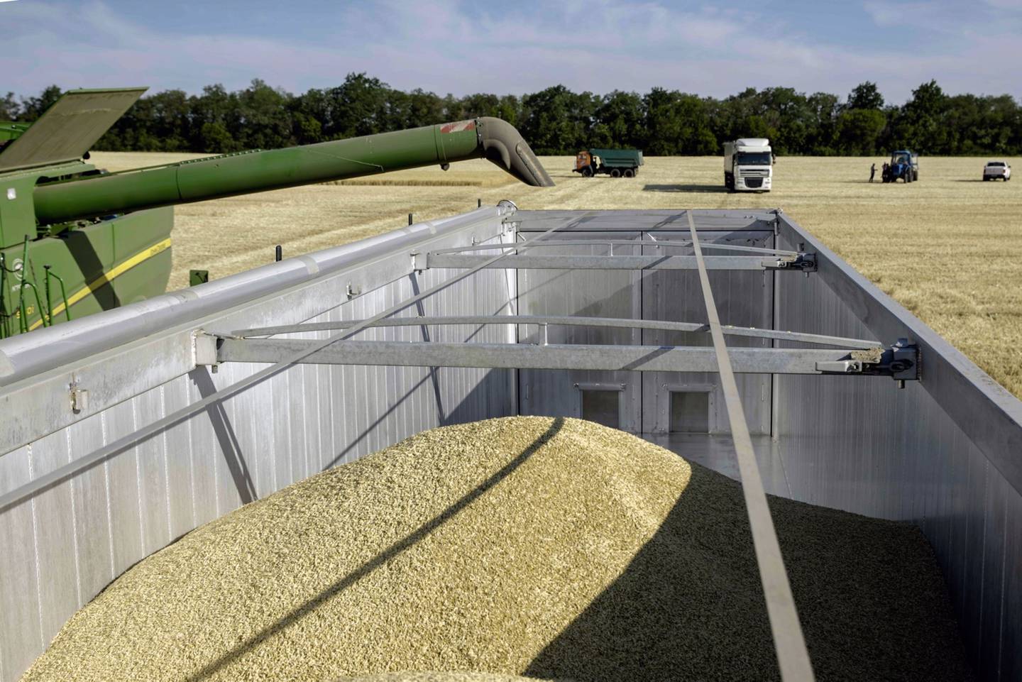 El grano de trigo recién cosechado cae de una cosechadora a un remolque durante la cosecha de verano en Kryvyi Rih, Ucrania, el martes 28 de junio de 2022.