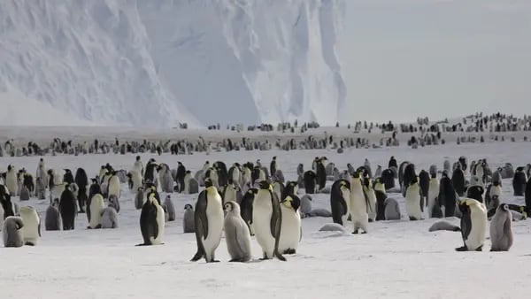 Pingüinos bebé están muriendo por bajos niveles de hielo en la Antártidadfd