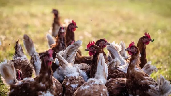 Centroamérica en alerta por gripe aviar tras primeros casos en Méxicodfd