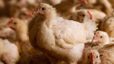 Cómo Dominicana tecnificó el sector avícola y ahora tiene crisis por sobreoferta dfd