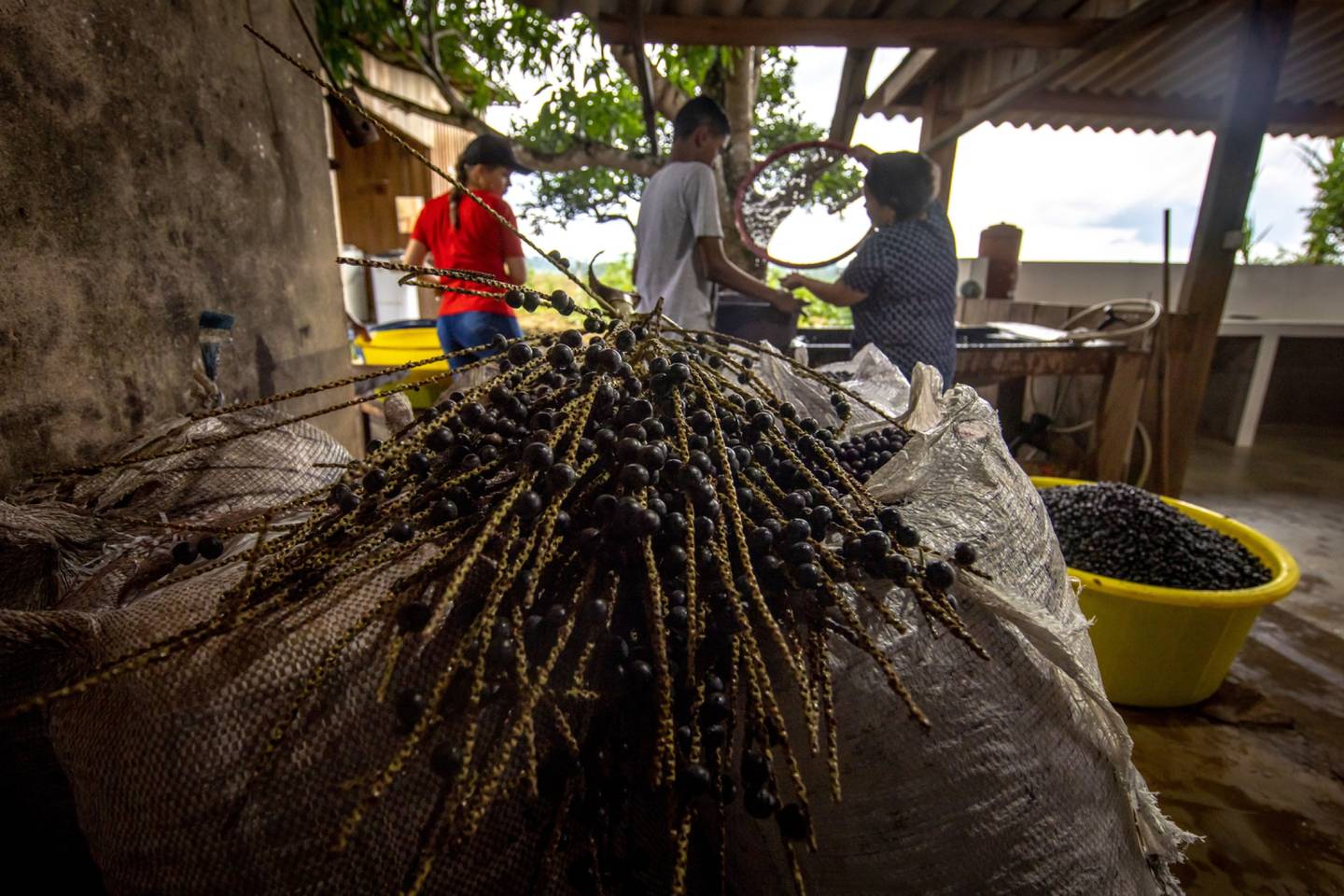 Trabajadores recolectan bayas de acai para la producción de pulpa en una granja cerca de Sao Felix do Xingu, estado de Pará, Brasil, el sábado 2 de octubre de 2021. Foto: Jonne Roriz/Bloomberg