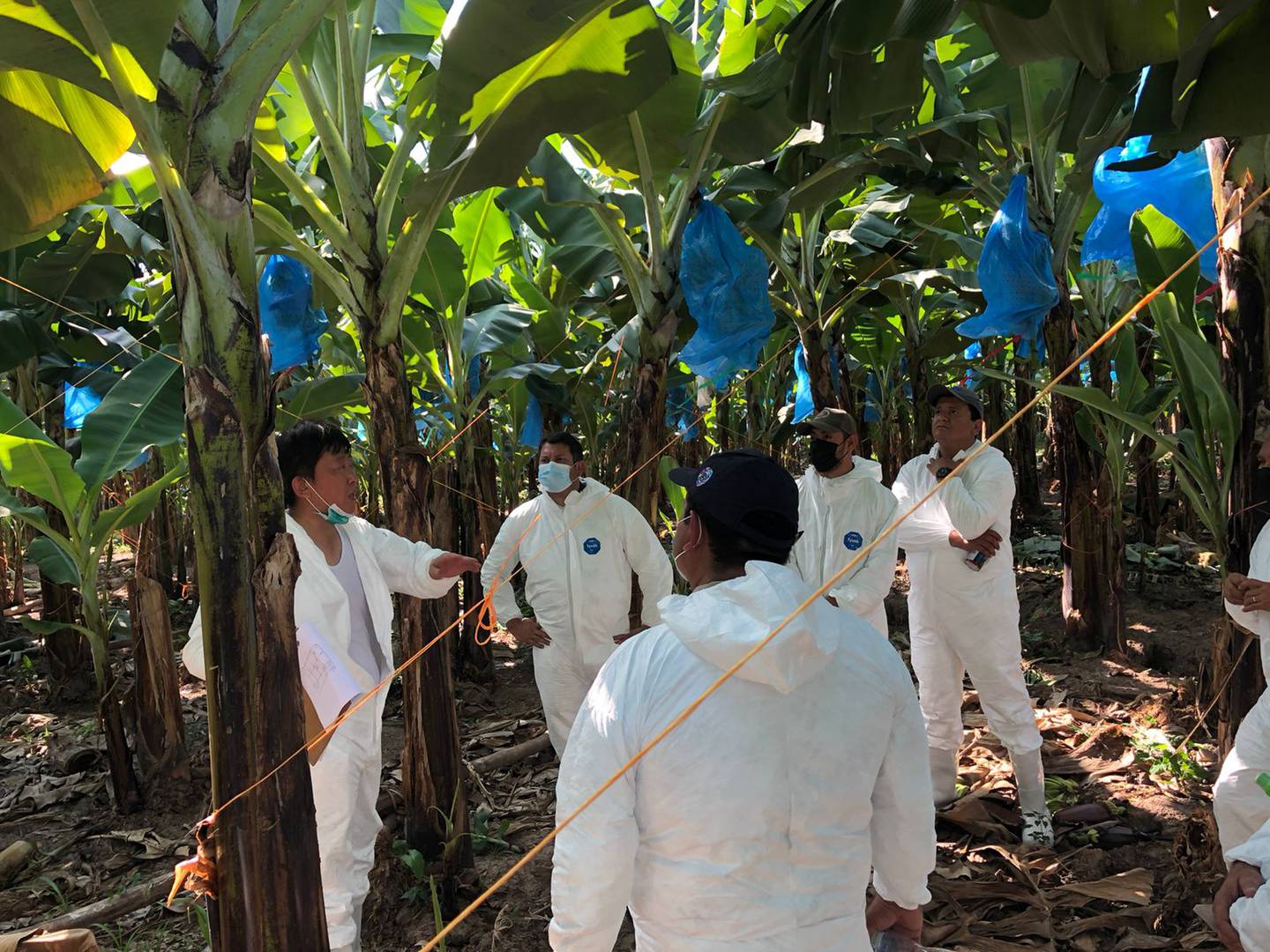El proyecto piloto de vigilancia satelital fitosanitaria en el banano es apoyado por Oirsa y Taiwán.