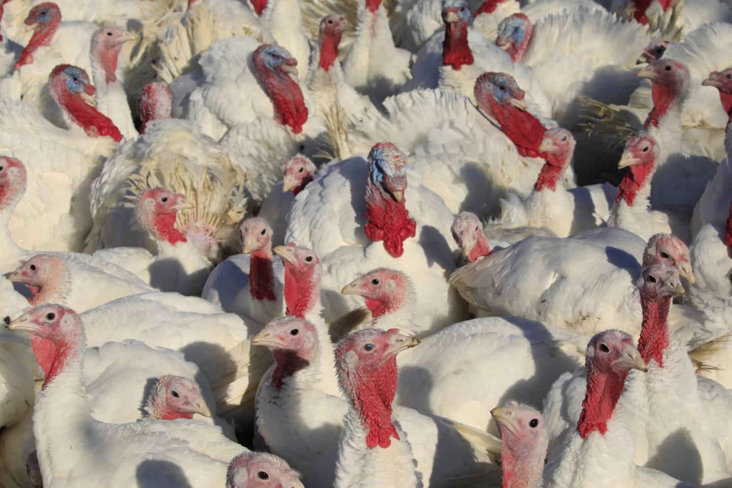 Más de 50 millones de pollos y pavos murieron a causa del virus altamente patógeno o fueron despoblados durante un brote anterior entre 2014 y 2015.