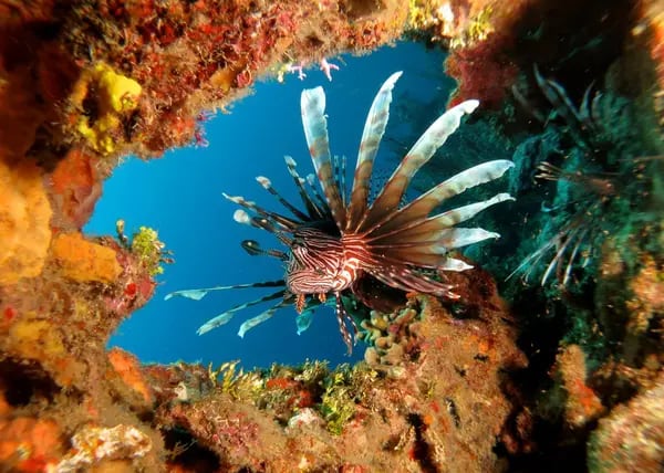 Los océanos más caliente no únicamente impactan los corales; exacerban el nivel del mar y restringen el oxígeno a la vida marina, entre otras razones.
