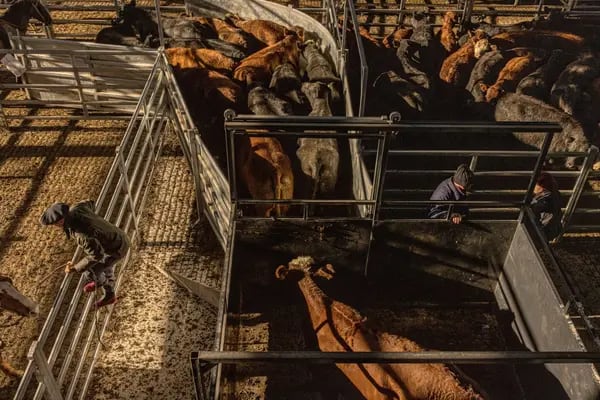 Los gauchos mueven el ganado después de las subastas en el nuevo Mercado de Carne de Canuelas en Canuelas, provincia de Buenos Aires, Argentina. Fotógrafo: Sarah Pabst/Bloomberg