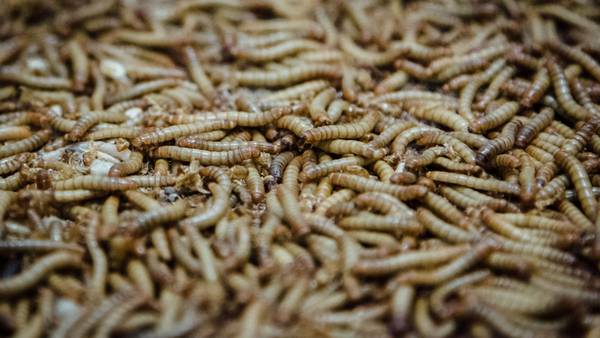 Biggest Insect Protein Plant in Southern Hemisphere Raises Seed Fundingdfd