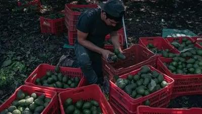 Los aguacates son clave para la economía de Michoacán
