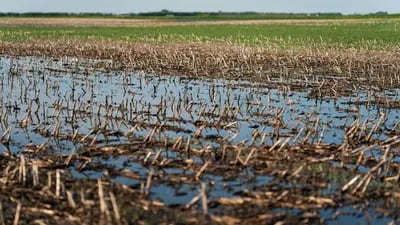 Un campo inundado de cultivos de maíz en una granja de Dakota del Norte. Fotógrafo: Ben Brewer/Bloomberg