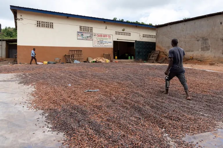 Cocoa beans dry outside at the Casib Coop-CA in Gabiadji. Photographer: Paul Ninson/Bloombergdfd