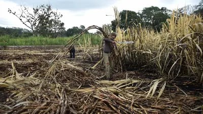 Secas a geadas no maior exportador de açúcar do mundo contribuíram para um déficit global de cana. Crédito: Hector Quintanar/Bloomberg