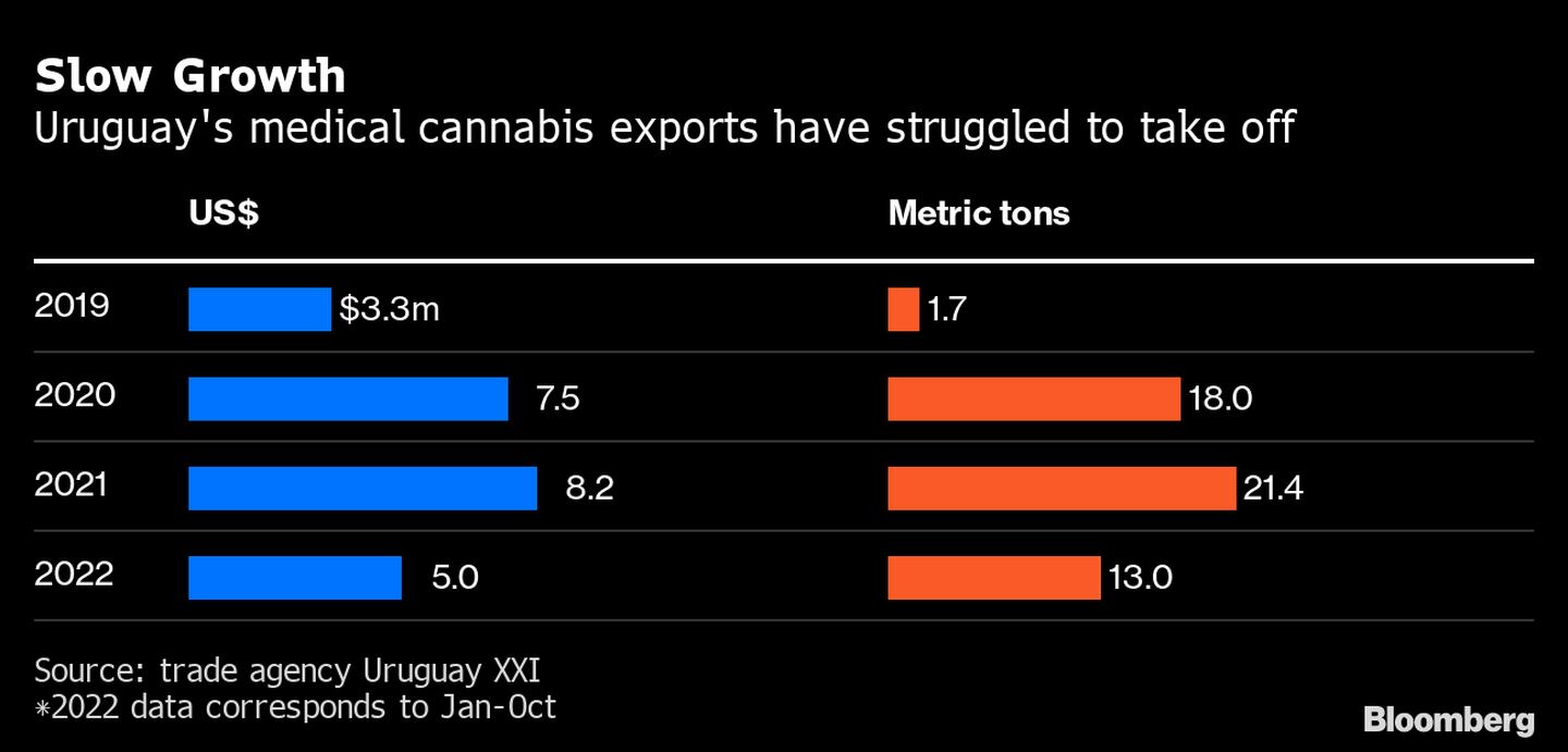 Las exportaciones uruguayas de cannabis medicinal han tenido problemas para despegar. dfd