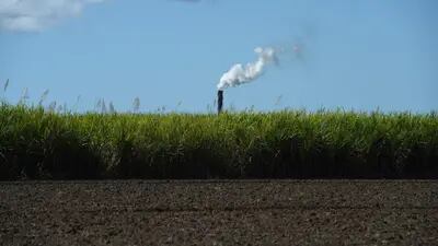 Tempo seco reduziu a produtividade dos canaviais do Brasil e influenciou na produção de etanol e açúcar das usinas do país